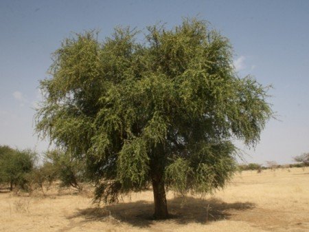 سواك جيج بن الزبير (الأستاذ عبد الرحيم بن أحمد سالم)